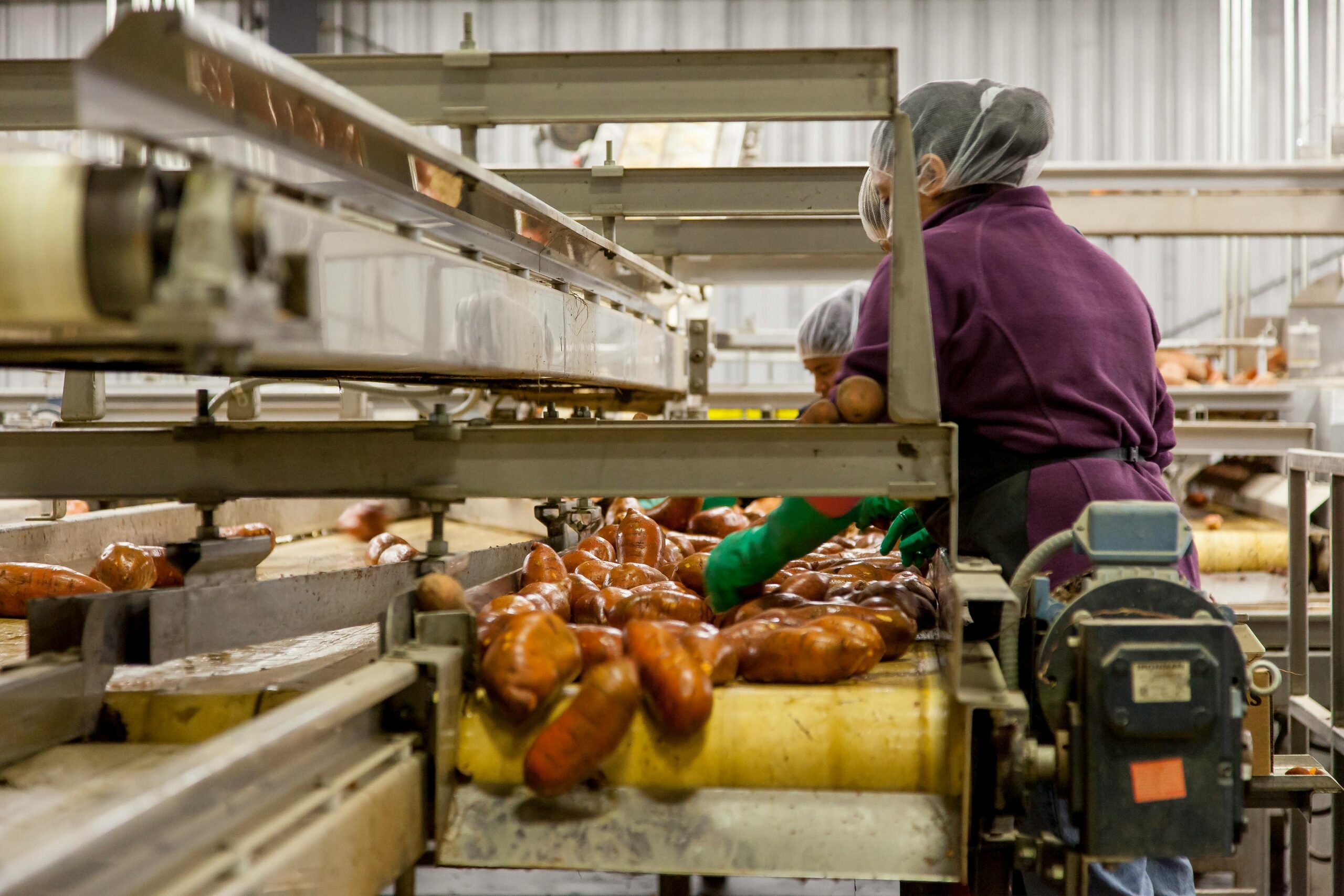 Pracownica sortująca warzywa na linii produkcyjnej zakładu przetwórstwa spożywczego